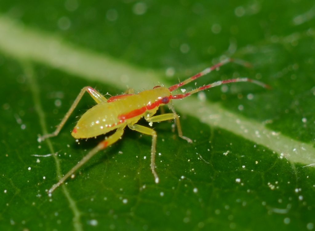 ninfa di Campyloneura virgola (Miridae)